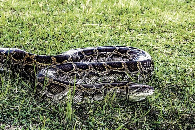 500 Pounds of Pythons Caught in One Day | Stepping Stones ...
