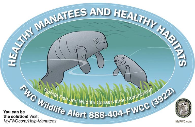 Help Florida Manatees and Sea Turtles | Environment | coastalbreezenews.com
