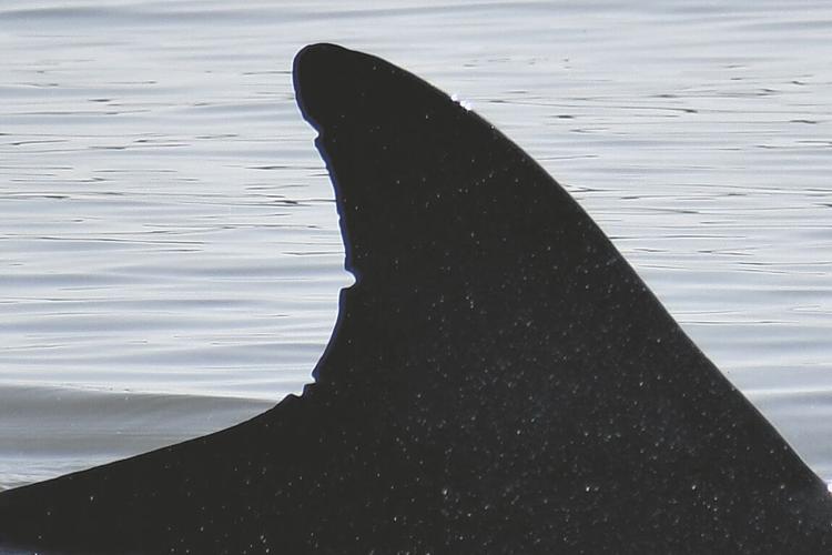 Stepping Stones A Very Special Baby Dolphin Stepping Stones