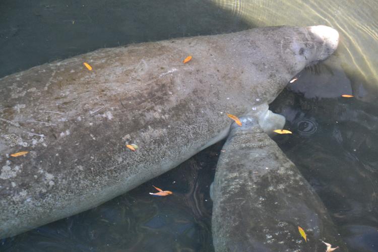 2021 Year-End 1. From January 1, 2021 to December 2021 FWC reports that 1,101 manatees died, most from starvation..jpg