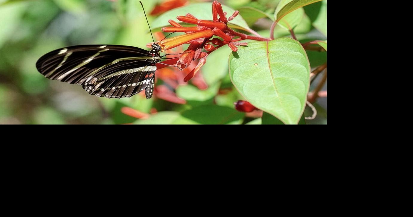 Get Started with Native Plants in October
