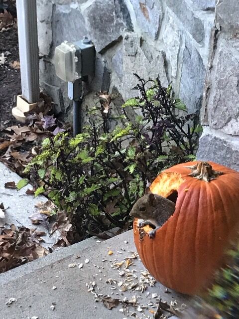 Pumpkin carving, from the inside out