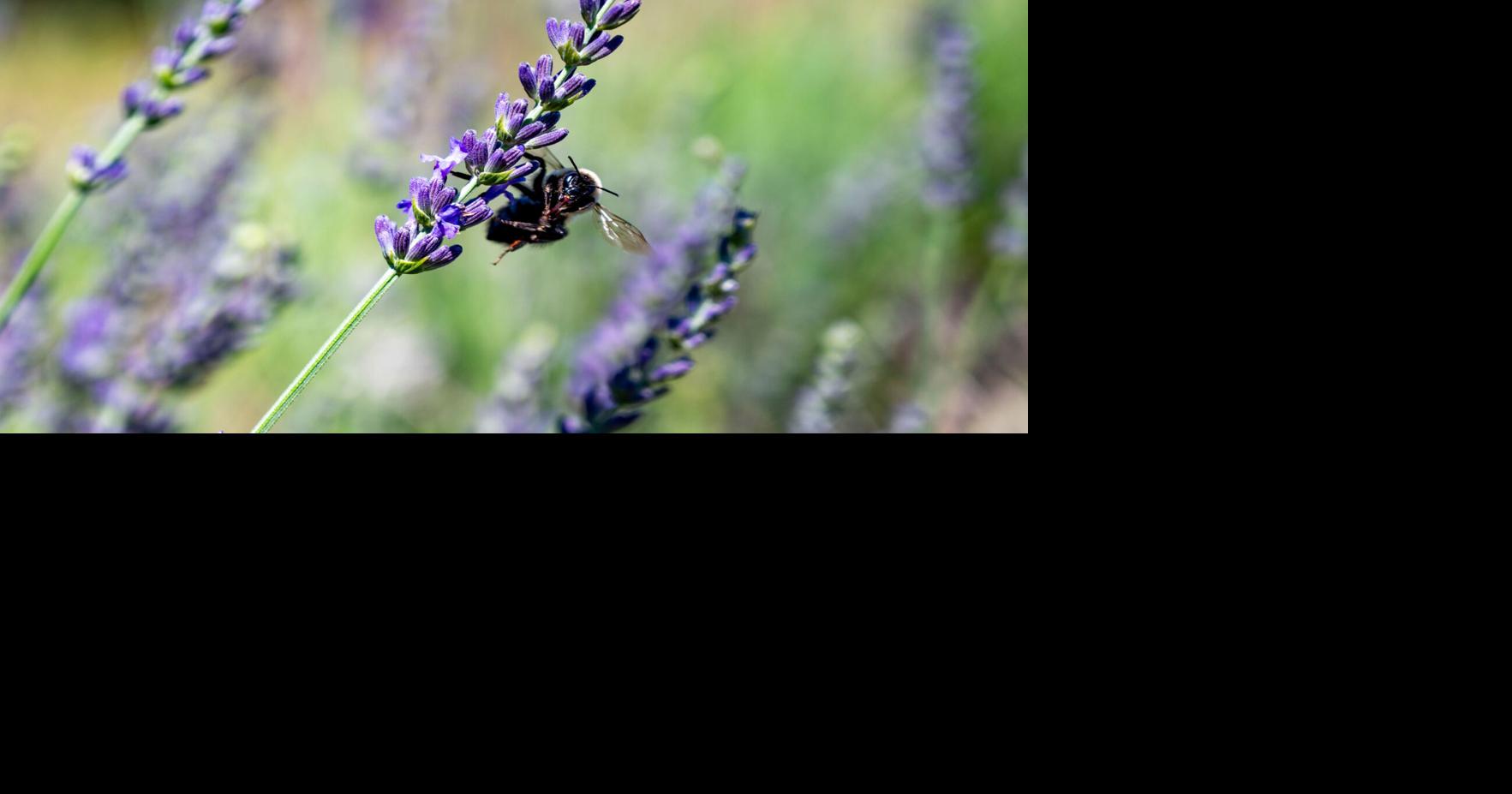 Reinke Farms brings local lavender products to the area