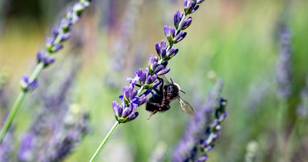 Reinke Farms brings local lavender products to the area
