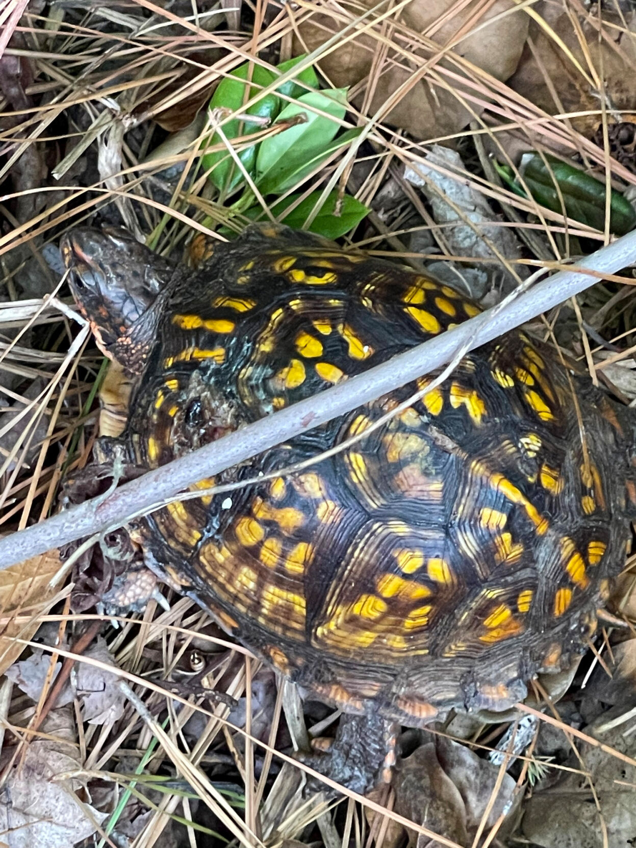 Myrtle the turtle takes a trip to Dover and back | Lifestyle ...