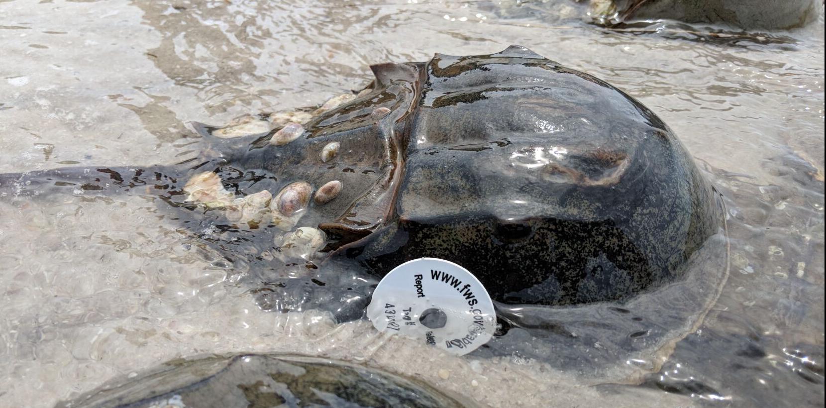 Horseshoe crabs holding steady, but still reduced - Vimarsana News
