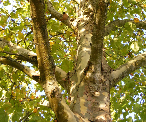 Sycamores Fastgrowing, minimalmaintenance, good for the ecosystem