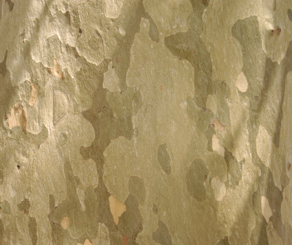 Sycamores Fastgrowing, minimalmaintenance, good for the ecosystem