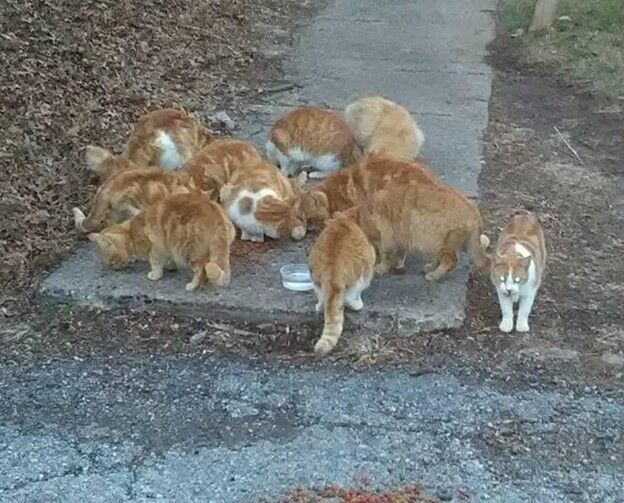Cat colony caretakers throughout Delaware receive free cat shelters - Vimarsana News