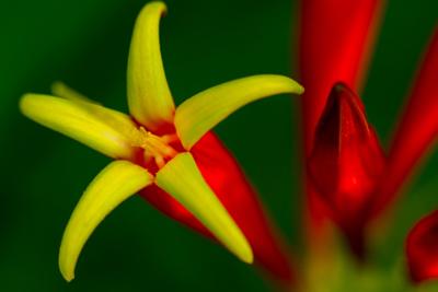 Spigelia - Indian Pink