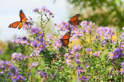 Wild asters and monarch butterflies