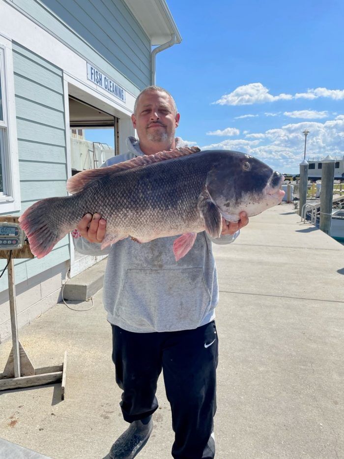 New State-record Tautog Caught Near Inlet | Sports | Coastalpoint.com