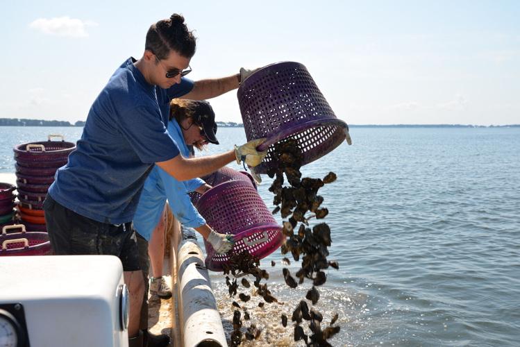First batch of baby oysters delivered to bay News