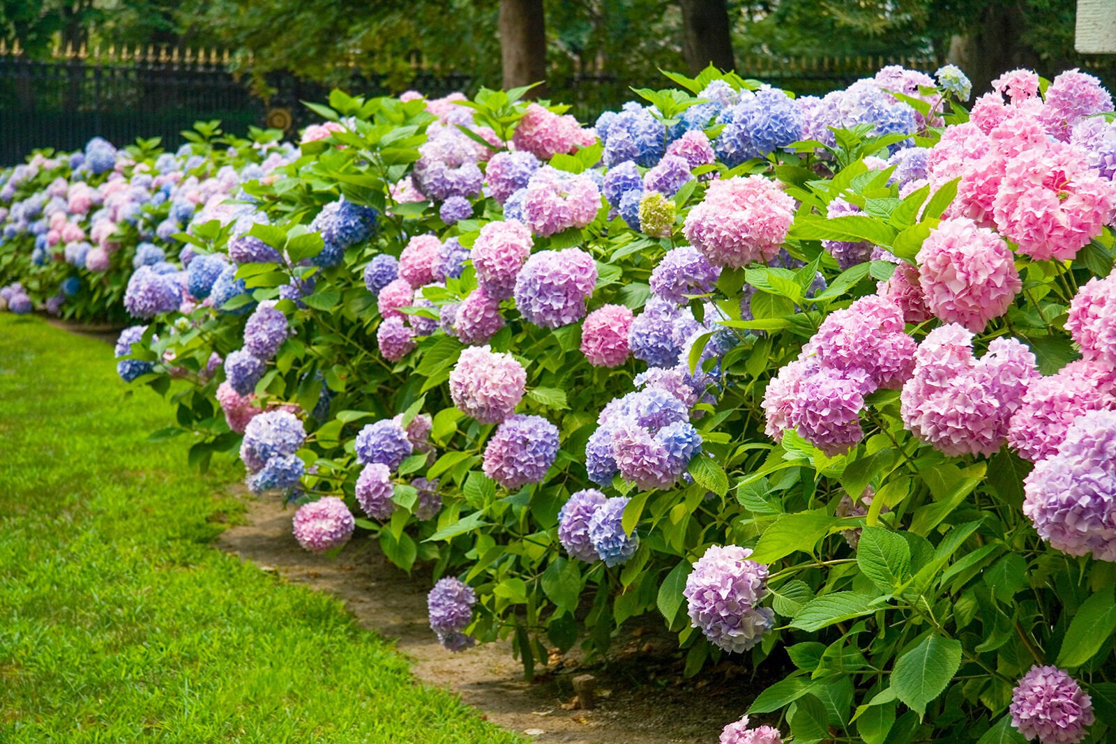 Hydrangeas Happy flowers for hot days Lifestyle coastalpoint