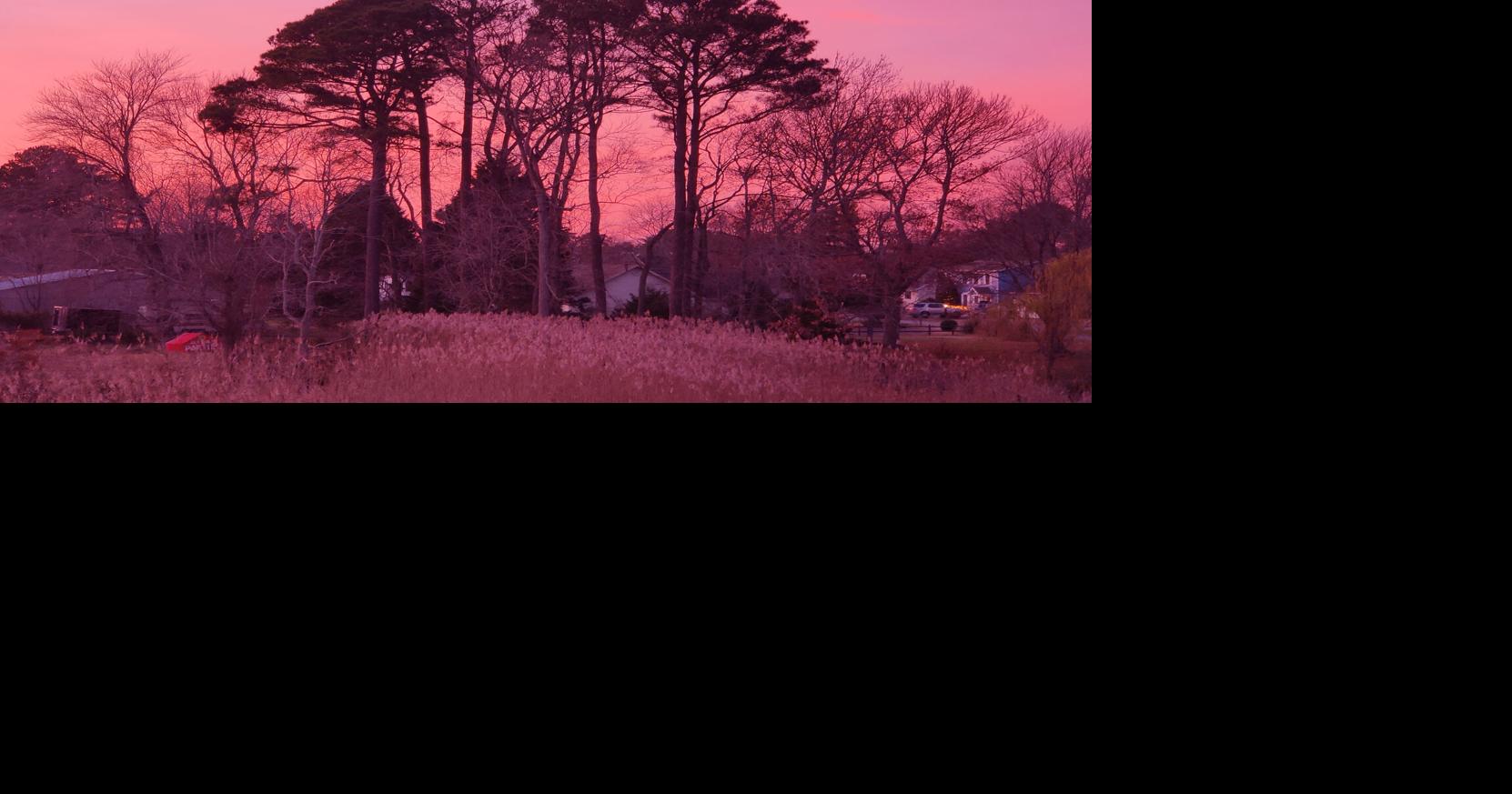 A perfect plum Point Pics