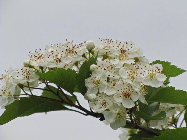 Plant of the Week: A tree for all seasons — Winter king hawthorn ...
