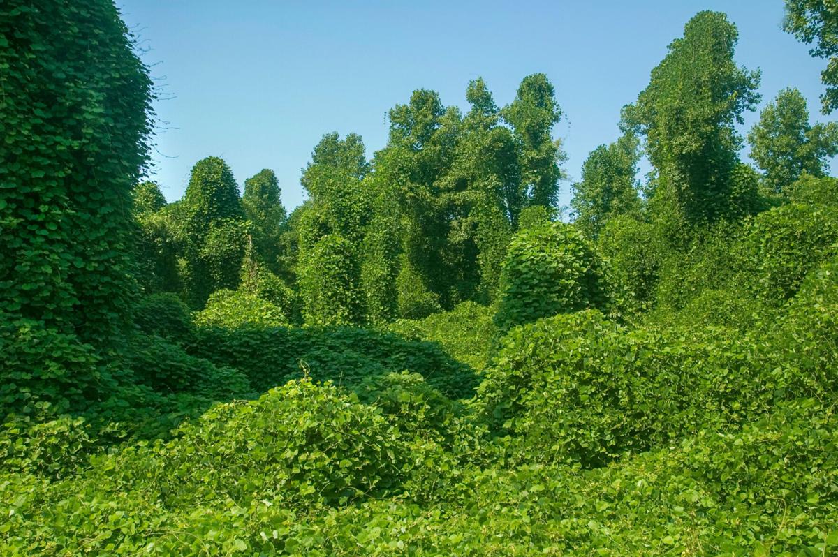 What are invasive plants? | Green | coastalpoint.com