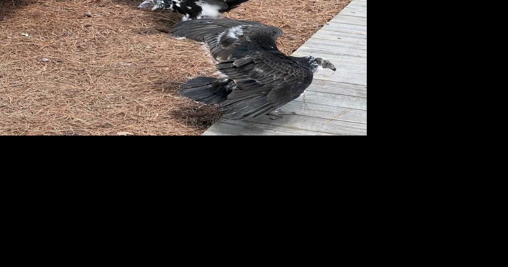 South Bethany resident watches young turkey vultures grow in her yard