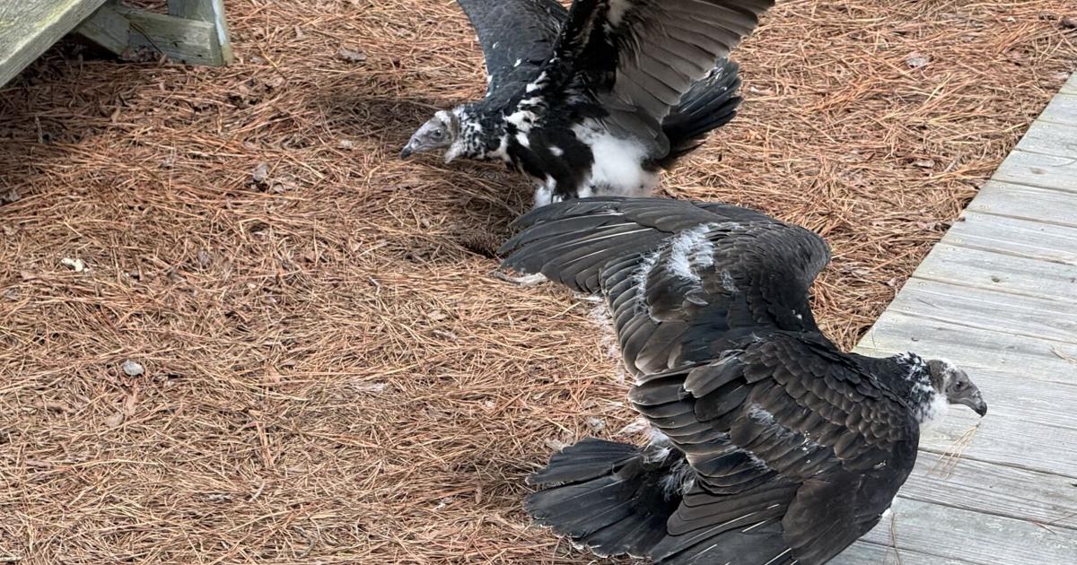 South Bethany resident watches young turkey vultures grow in her yard