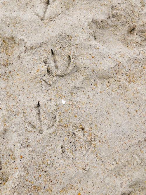 Fall-friendly footprints, with feathers