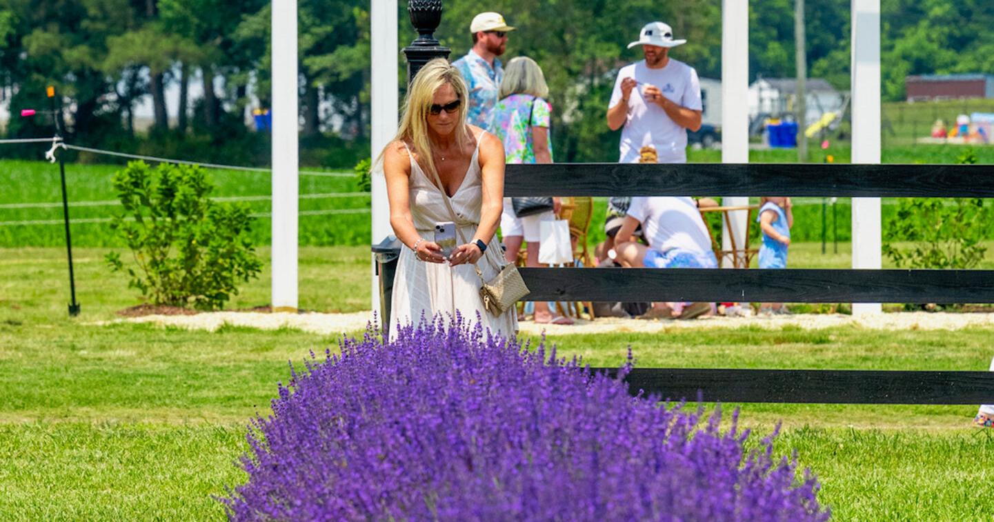 Brittingham Farms preparing for Lavendar & Lambs Festival - Vimarsana News