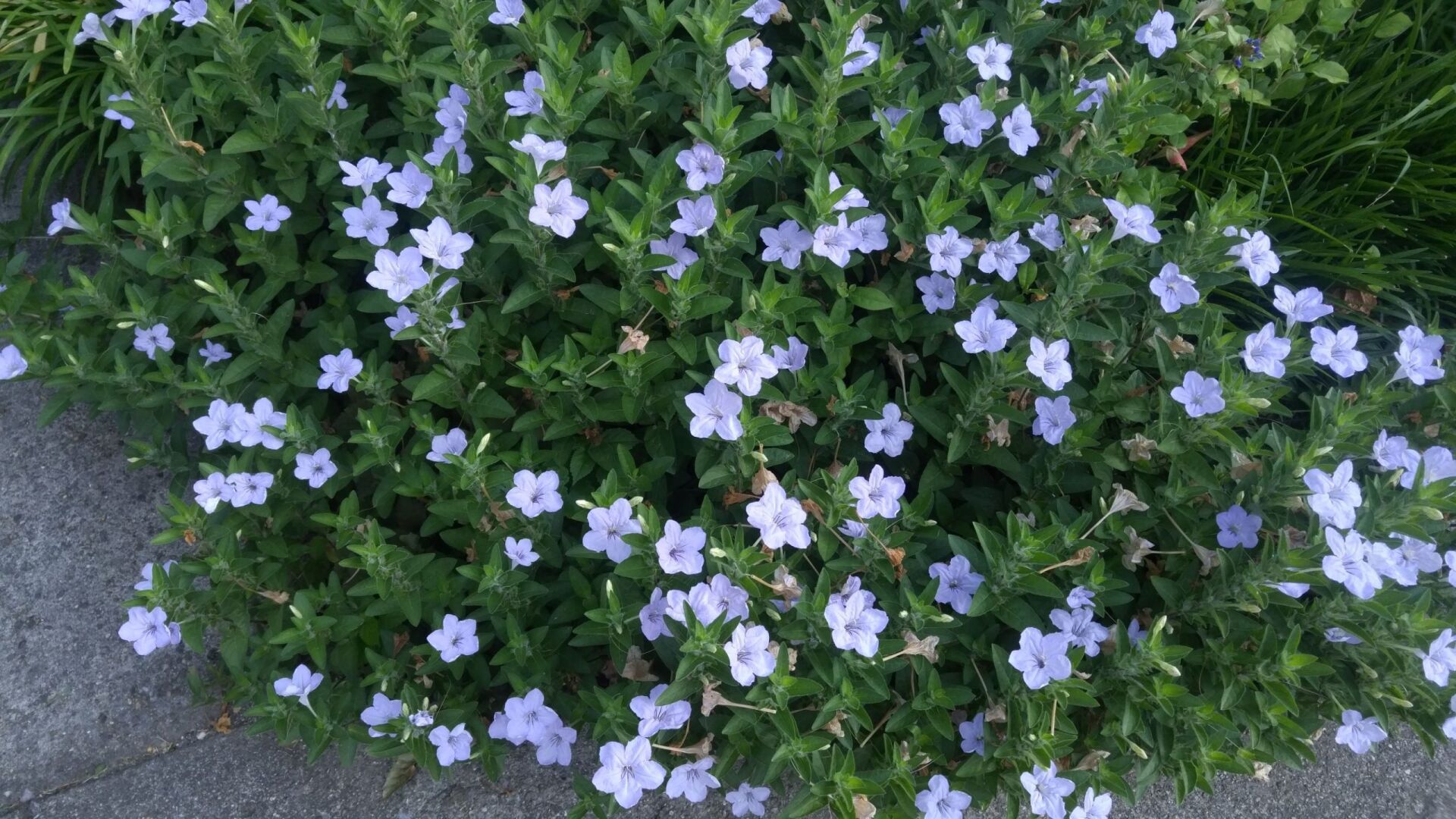 Wild petunia on sale