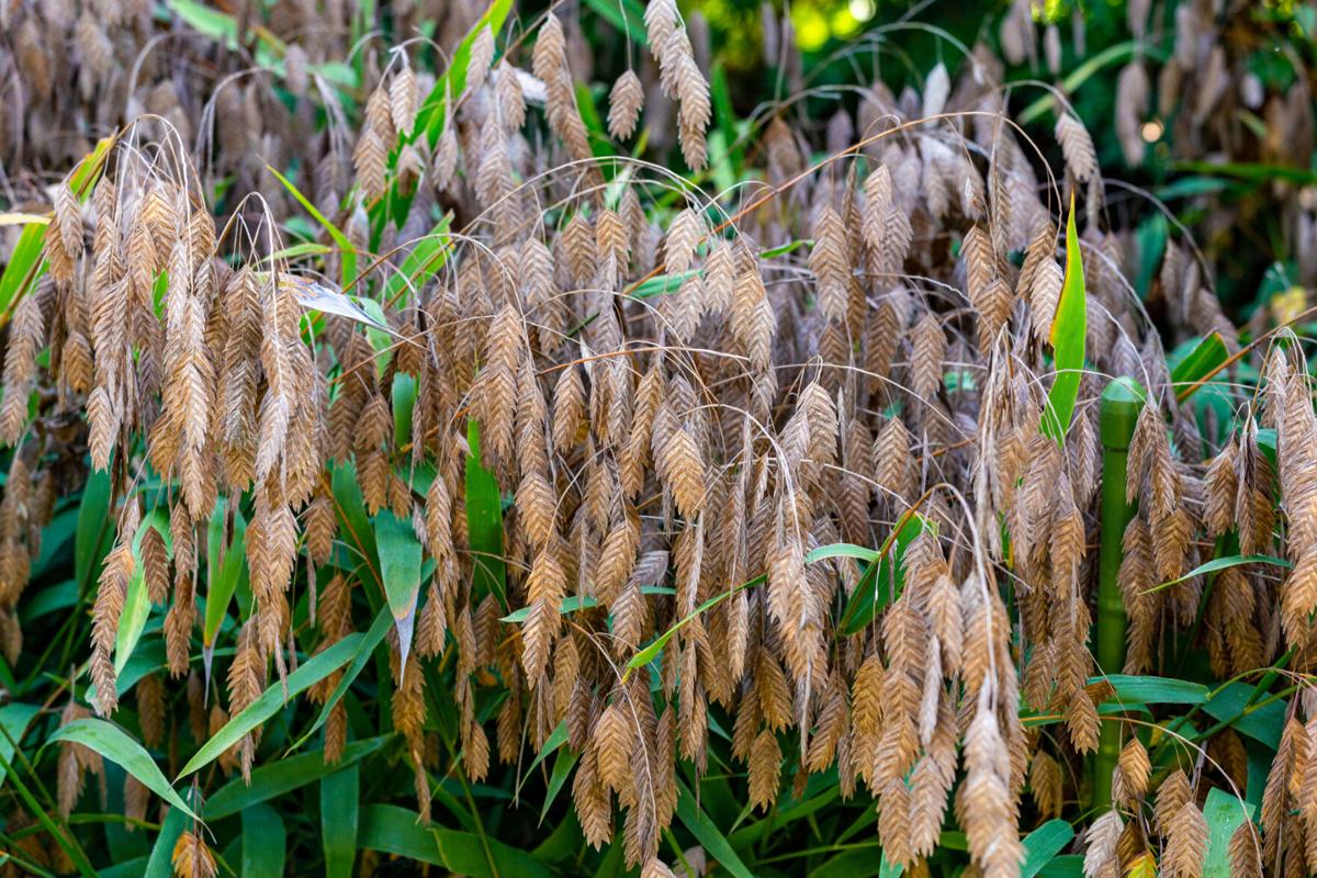northern sea oats chasmanthium latifolium