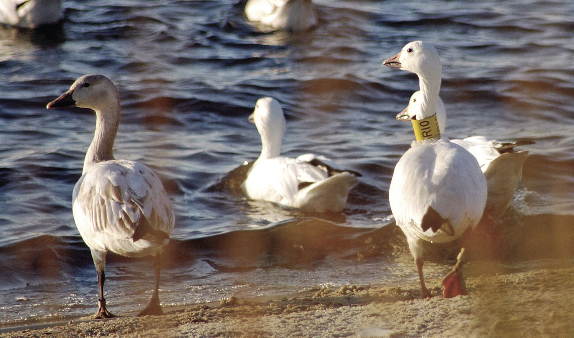 Additional Delaware Hunting opportunities to open in February 2021 - Vimarsana News