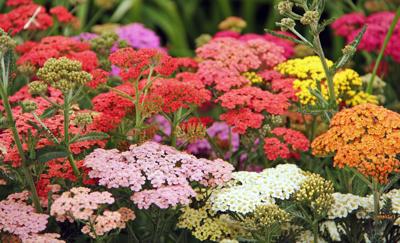 Yarrow