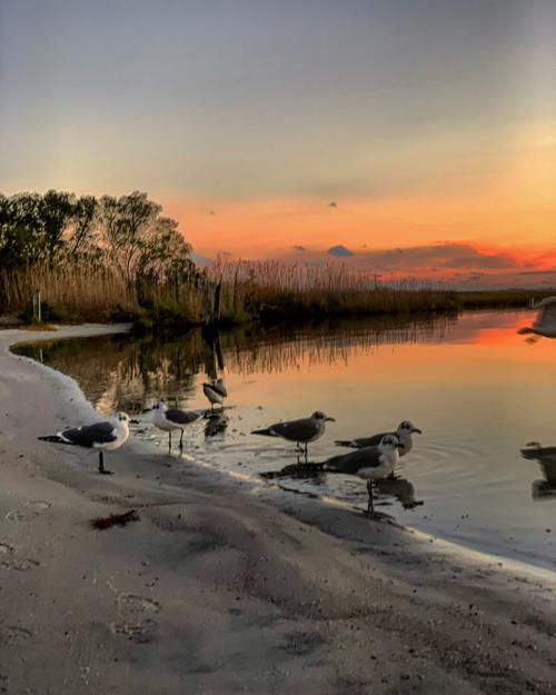Seagulls on bay beach at sunset
