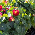 Herbs & Spice nasturtium