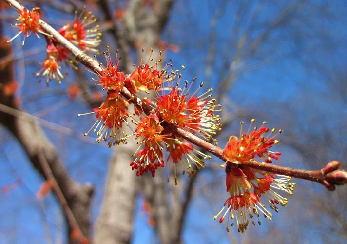 red maple tree flower