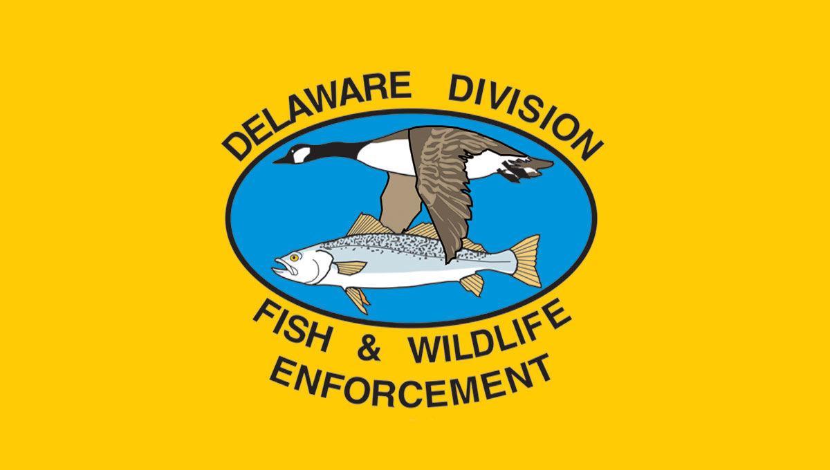 Delaware Division Of Fish Wildlife Enforcement Fishing Coastalpoint Com