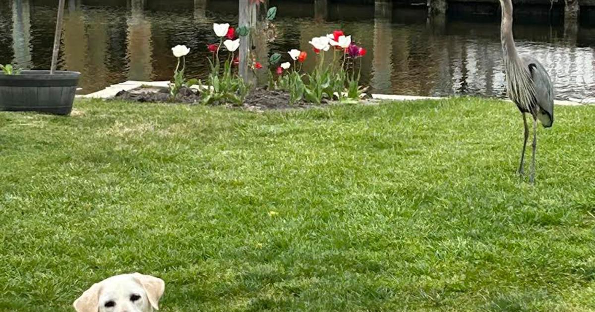 Unlikely friendship inspires children’s book about a pup and her avian visitor