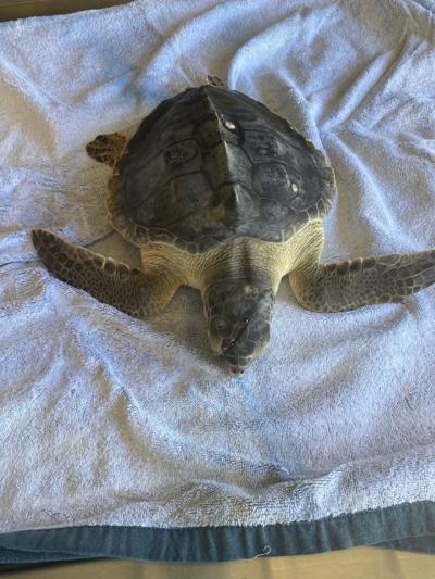 MERR rescues injured juvenile sea turtle | Green ...