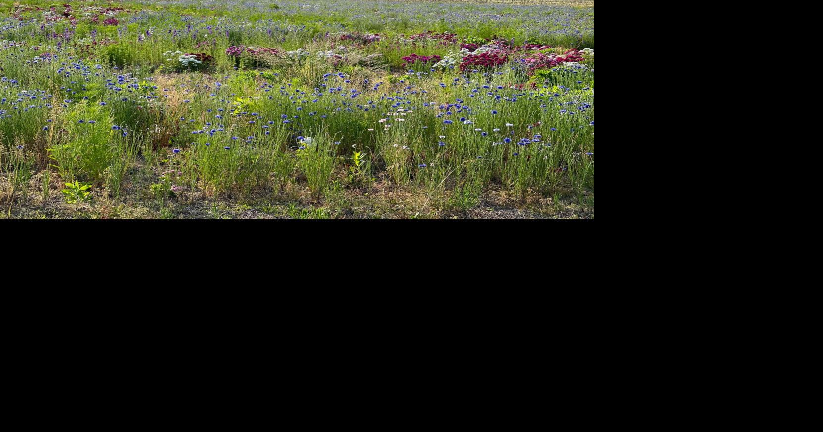 Pollinator paradise | Point Pics | coastalpoint.com