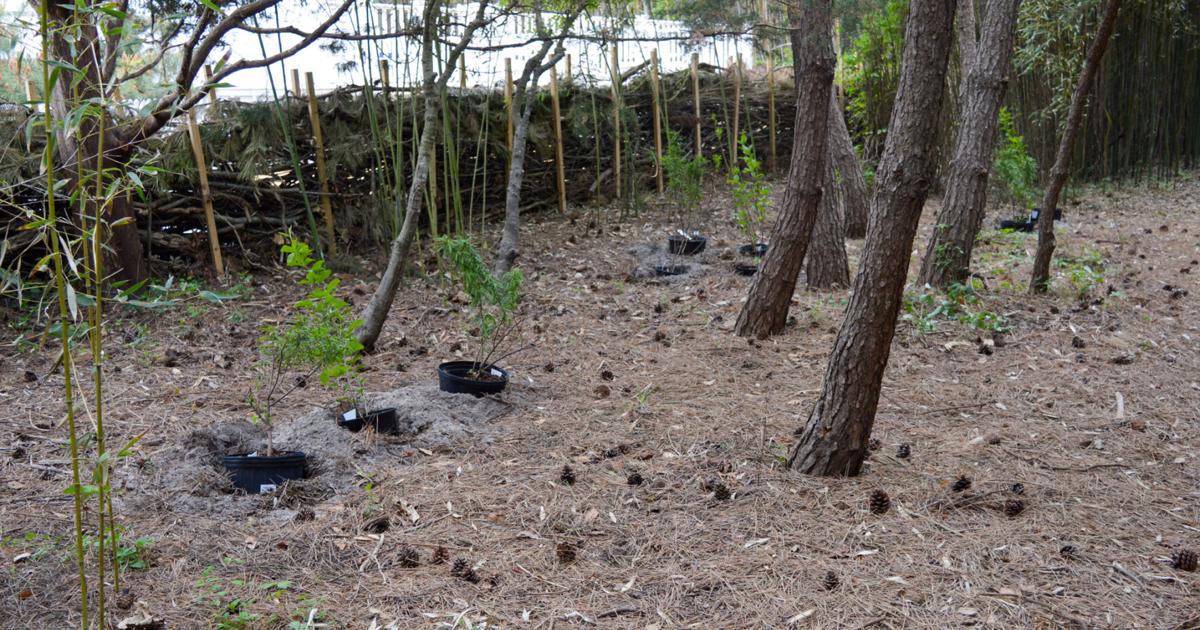 Neighbors of preserve wary of natural fence
