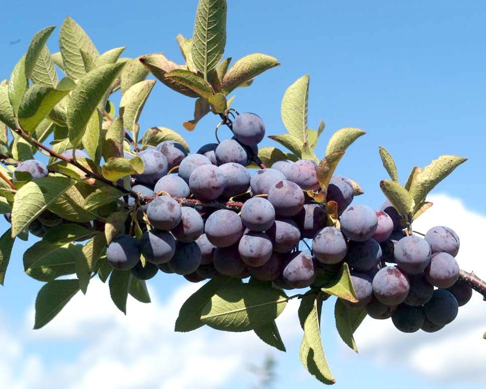 Plant Of The Week Beach Plum Experts Corner Coastalpoint Com   5eb19a90a8e89.image 