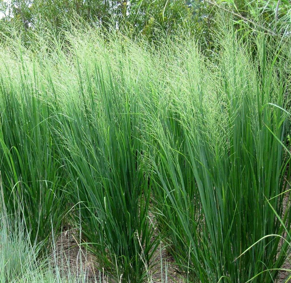 Switchgrass Nothing to panic about, a wonderful plant Lifestyle