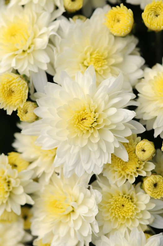 13 Types of Chrysanthemum for a splash of fall color