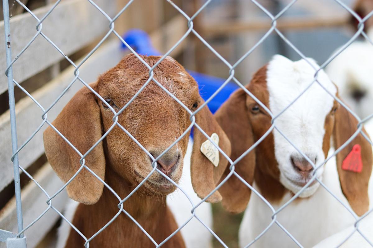 FFA farm animals find temporary homes off campus News