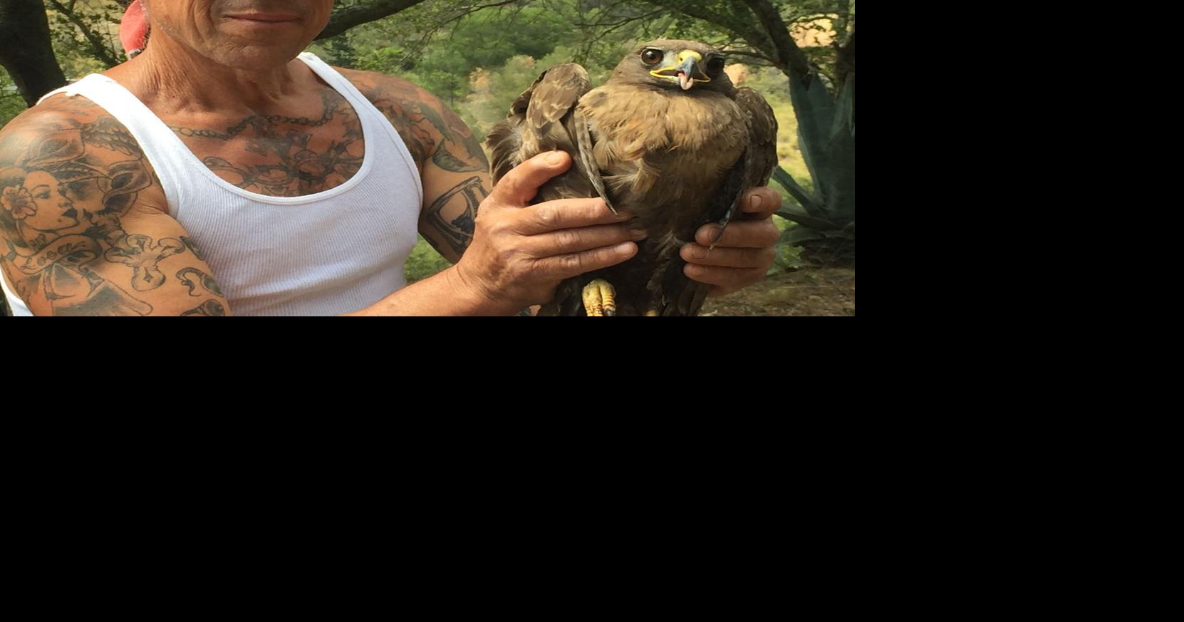 Local man becomes hawk hero | Opinion | coastalview.com