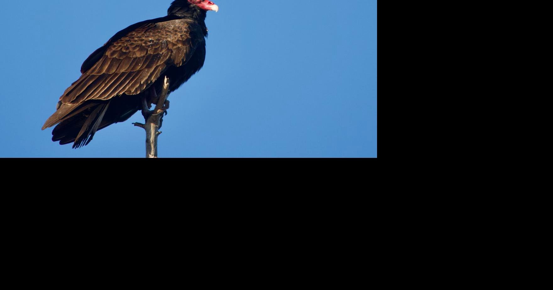 Why are Vultures so important to Humans and the Environment?