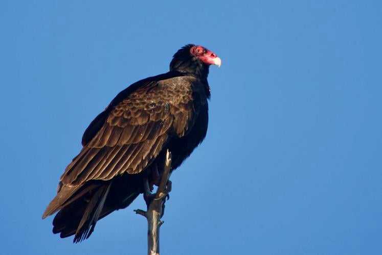 Vulture Culture: The Ups and Downs of the Turkey Vulture - Bolsa Chica Land