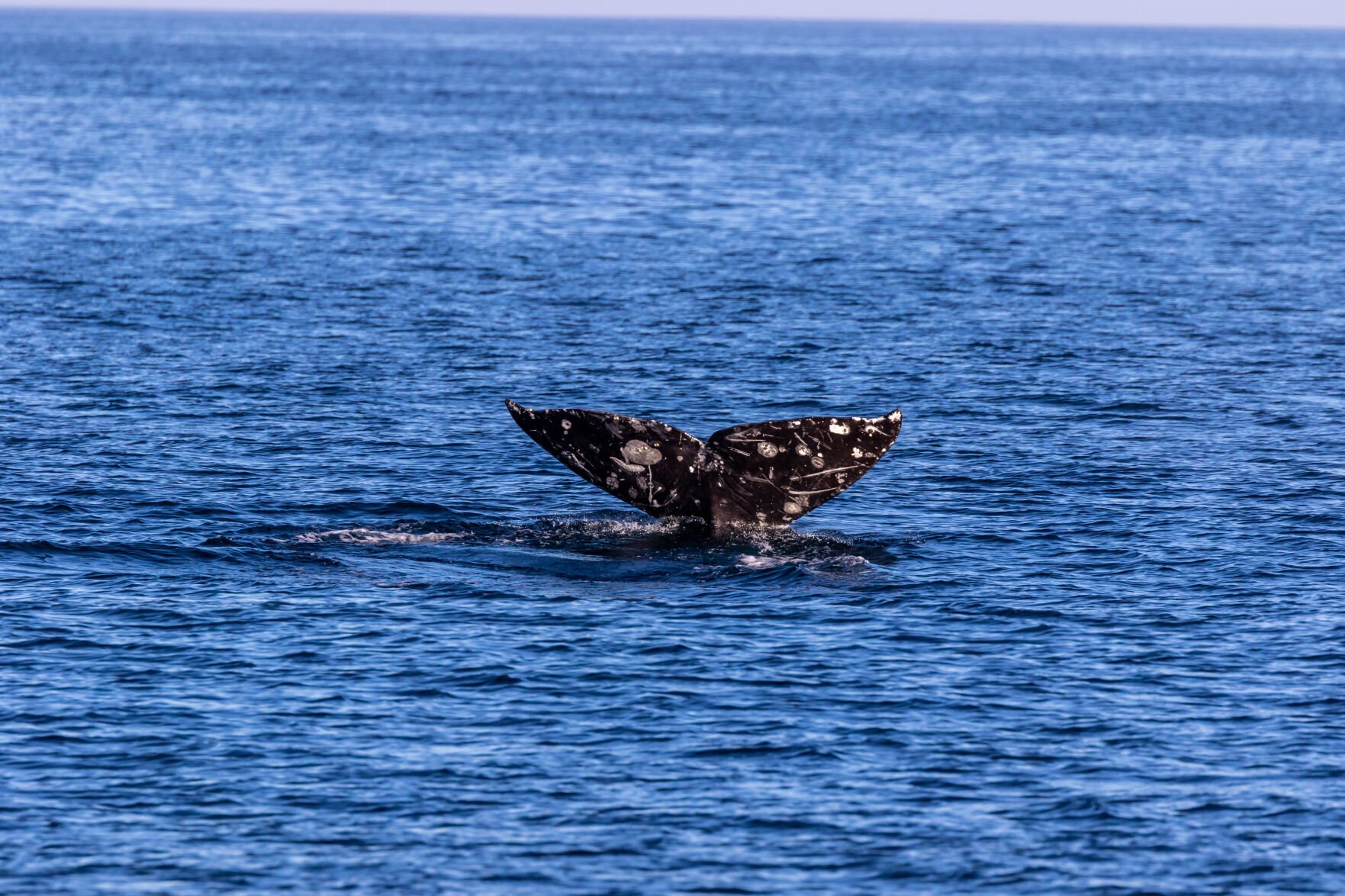 island packers whale watching