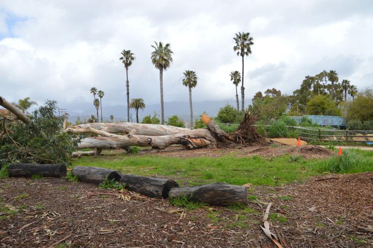 Sandpiper residences damaged by storm, trees fall across Carpinteria