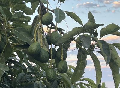 Carpinteria Avocados