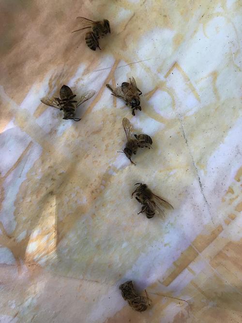 Bees