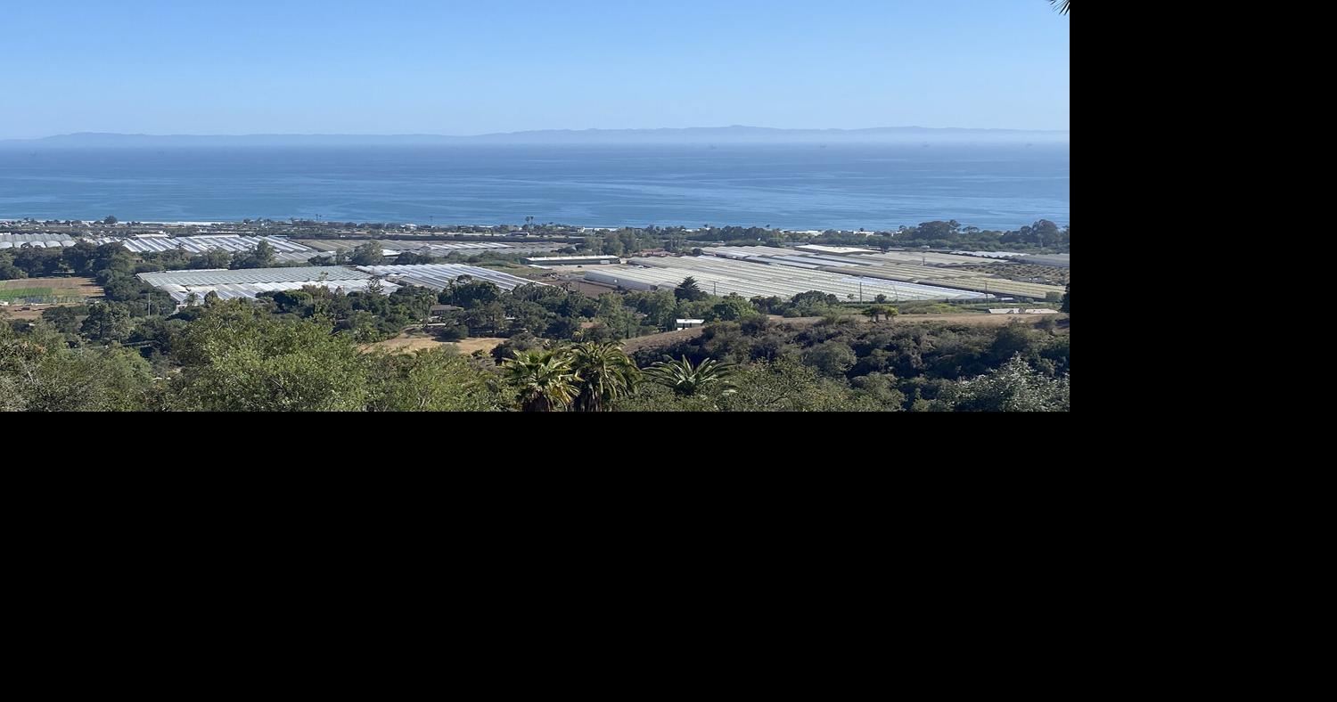 Crunch time for Carpinteria Valley cannabis growers