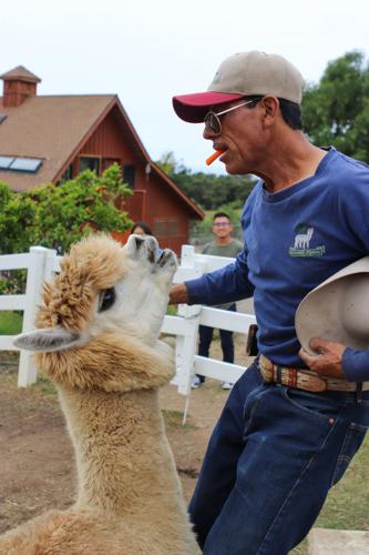 Lonson Family Farm boasts soft, friendly alpaca tour | News ...